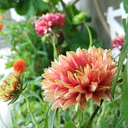 花のある暮らし 手作り虫除けスプレーのインテリア実例 Roomclip ルームクリップ 花のある暮らし 手作り虫除けスプレーのインテリア実例 Roomclip ルームクリップ
