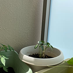 玄関 入り口 サントリー本気野菜のインテリア実例 Roomclip ルームクリップ