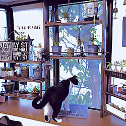 リビング 猫 ハンモックのインテリア実例 Roomclip ルームクリップ