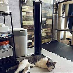 ねこ/猫/愛猫れお/セリアリメイクシート/キャンドゥリメイクシート...などのインテリア実例 - 2020-07-19 16:09:31