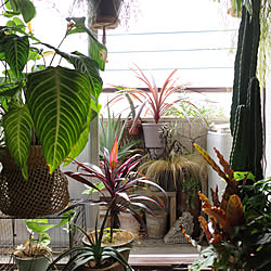 一人暮らし/植物/グリーンディスプレイ/プランツ/ミッドセンチュリー...などのインテリア実例 - 2020-09-24 18:06:18