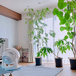 観葉植物 壁紙屋本舗さんの壁紙のインテリア実例 Roomclip ルームクリップ 観葉植物 壁紙屋本舗さんの壁紙のインテリア実例 Roomclip ルームクリップ