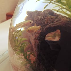 アカヒレ 水草のインテリア実例 Roomclip ルームクリップ アカヒレ 水草のインテリア実例 Roomclip ルームクリップ