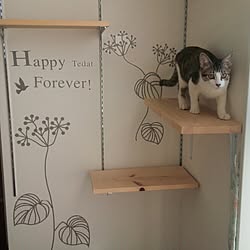 ニトリ キャットウォークのインテリア実例 Roomclip ルームクリップ ニトリ キャットウォークのインテリア実例 Roomclip ルームクリップ