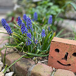 ムスカリ/庭DIY/春の花/庭が好き/植物のある暮らし...などのインテリア実例 - 2022-04-08 18:02:37