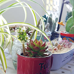 花のある暮らし/多肉ちゃんのお花/グリーンのある暮らし/NO GREEN NO LIFE/多肉植物のある暮らし...などのインテリア実例 - 2020-04-11 16:56:52