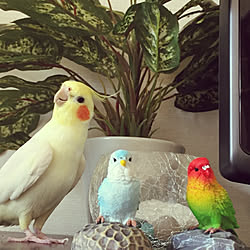棚/10000人の暮らし/いつもいいね!押し逃げごめんなさい/オカメインコ/孫バカ...などのインテリア実例 - 2018-02-20 19:40:36