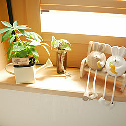 カポック水挿しのインテリア実例 Roomclip ルームクリップ