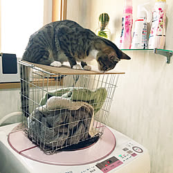 ネコ飼い初心者/ダイソー雑貨/夫のDIY/夫に感謝/リニューアル洗濯カゴ...などのインテリア実例 - 2020-08-17 10:19:18