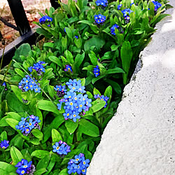 西側の庭 カリフォルニア ポピー 種から育てる のインテリア実例 21 09 27 10 28 02 Roomclip ルームクリップ