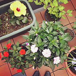 ぐみの木のインテリア実例 Roomclip ルームクリップ