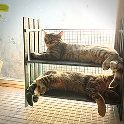 やんちゃな猫のインテリア実例 ｜ RoomClip（ルームクリップ）