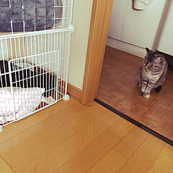 保護猫/黒猫/ありす&るな/るな/猫のいる暮らし...などのインテリア実例 - 2020-03-21 10:35:01