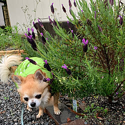 ストエカスラベンダーのインテリア実例 Roomclip ルームクリップ