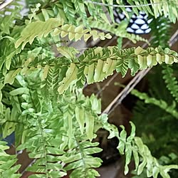 棚/シダ植物/ボタニカル/tiger fern/ベランダ...などのインテリア実例 - 2016-10-09 06:58:18