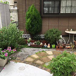 蚊連草のインテリア実例 Roomclip ルームクリップ