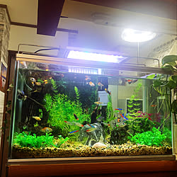 60センチ水槽のインテリア実例 Roomclip ルームクリップ