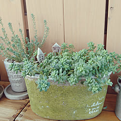 玄関/入り口/マンション暮らし/こどもと暮らす。/多肉植物/ベランダ...などのインテリア実例 - 2019-01-23 15:27:37