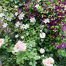 横浜アリーナ レイニーブルー ボレロ ローズ ドゥ グランヴィル ガーデニング などのインテリア実例 18 09 16 17 36 57 Roomclip ルームクリップ