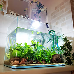 机 ニモのインテリア実例 Roomclip ルームクリップ