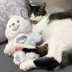 ベッド周り/やっぱり猫が好き/ぽて猫部/猫のいる日常/タフ猫同盟...などのインテリア実例 - 2016-11-17 13:52:38