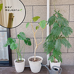 エバーフレッシュ エバーフレッシュ剪定のインテリア実例 Roomclip ルームクリップ