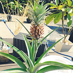 ドライフラワー 赤いパイナップルのおしゃれなアレンジ 飾り方のインテリア実例 Roomclip ルームクリップ ドライフラワー 赤いパイナップルのおしゃれなアレンジ 飾り方のインテリア実例 Roomclip ルームクリップ