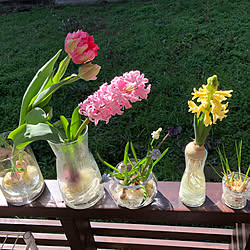 クロッカス 球根水栽培のインテリア実例 Roomclip ルームクリップ