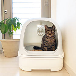 猫ちゃん想い/ニャンとも/ねこと暮らす。/ねこのいる日常/猫トイレ...などのインテリア実例 - 2020-11-22 18:02:04