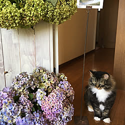玄関/入り口/アナベル/紫陽花ドライフラワー/紫陽花/NO GREEN NO LIFE...などのインテリア実例 - 2018-08-23 08:57:51
