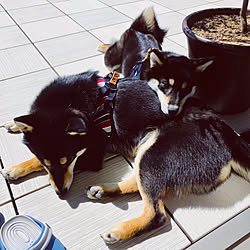 いつもいいねやコメありがとうございます♡/2世帯の2階/2世帯同居/犬と暮らす/2世帯住宅...などのインテリア実例 - 2020-04-11 13:59:57