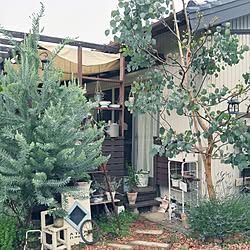 庭 アカシアブルーブッシュのインテリア実例 Roomclip ルームクリップ