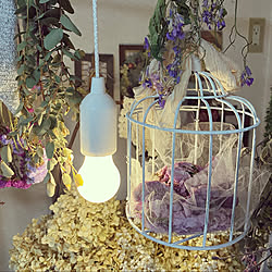 カエルくん スペアミント アップルミント オレンジミント ダイソー雑貨 などのインテリア実例 05 19 17 29 33 Roomclip ルームクリップ