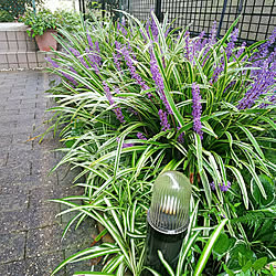 斑入りヤブランのインテリア実例 Roomclip ルームクリップ