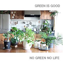 キッチン/NO GREEN NO LIFE/雑貨/DIY/ブログしてます...などのインテリア実例 - 2014-08-24 19:51:21