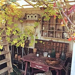 植物 フローラ黒田園芸のインテリア実例 Roomclip ルームクリップ 植物 フローラ黒田園芸のインテリア実例 Roomclip ルームクリップ