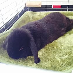 ベッド周り ブサカワ うさぎと暮らす うさぎ ハーレクイン柄のインテリア実例 15 03 15 15 04 Roomclip ルームクリップ