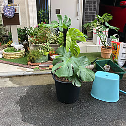 玄関 入り口 モンステラ成長記録のインテリア実例 Roomclip ルームクリップ