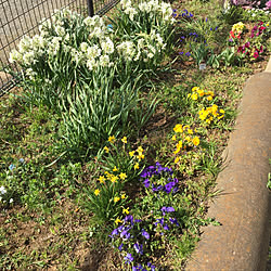 花壇の花/いいね!押し逃げばかりでごめんなさい。/いいね!ありがとうございます♪/お花のある暮らし/花壇作り中...などのインテリア実例 - 2019-03-24 14:44:06