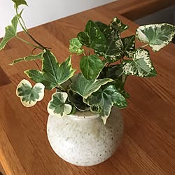 植物 雪ほたるのインテリア実例 Roomclip ルームクリップ