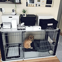 ダイソー 犬服のインテリア実例 Roomclip ルームクリップ