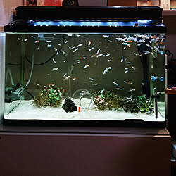 水槽リセット いいね フォロー本当に感謝です いつも見て下さりありがとうございます Dcmカーマ 毎日笑顔で暮らしたい などのインテリア実例 21 04 25 22 16 25 Roomclip ルームクリップ