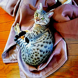ベッド周り/オシキャット/アンティークという名の猫/ヒョウ柄ラグマット/紳士舶来洋品館...などのインテリア実例 - 2019-06-13 20:47:30