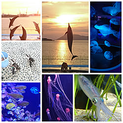 四国水族館/水族館へGo/クラゲ/赤クラゲ/ペンギン...などのインテリア実例 - 2020-09-22 00:16:07