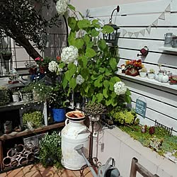玄関/入り口/朝の1枚/グリーンのある暮らし/ガーデン雑貨/多肉の寄せ植え...などのインテリア実例 - 2017-06-22 08:36:05
