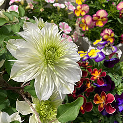 クレマチス 華川 クレマチス 庭のお花 夏休み 夏 などのインテリア実例 22 08 23 12 01 07 Roomclip ルームクリップ