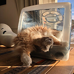 猫/リメイク/iMac 猫ベッド/iMac/猫ハウス...などのインテリア実例 - 2022-01-16 15:28:49