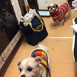 3人して風呂や!/綺麗にして連れて来いとさ!/犬バカ旦那(҂⌣̀_⌣́)/(҂⌣̀_⌣́)旦那から電話/疲れた(´;︵;`)...などのインテリア実例 - 2017-03-13 23:09:33