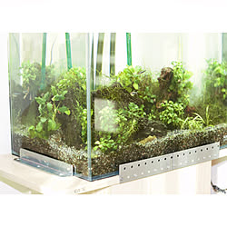 アヌビアス ナナのインテリア実例 Roomclip ルームクリップ アヌビアス ナナのインテリア実例 Roomclip ルームクリップ