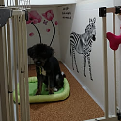 犬の部屋のインテリア実例 Roomclip ルームクリップ 犬の部屋のインテリア実例 Roomclip ルームクリップ